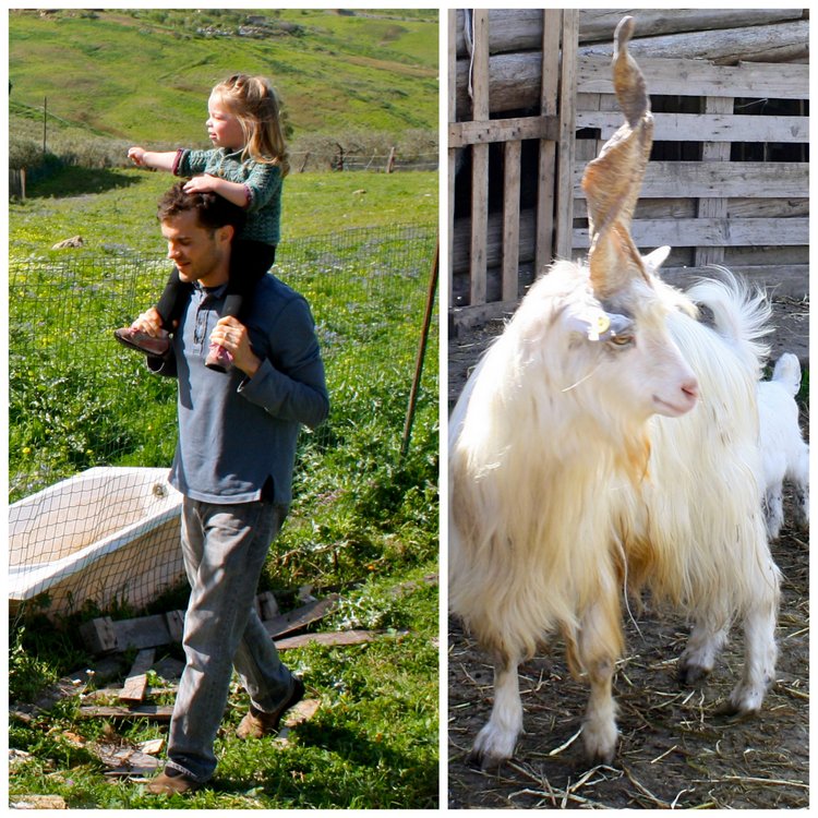 becca-garber-agriturismo-goat-daddy