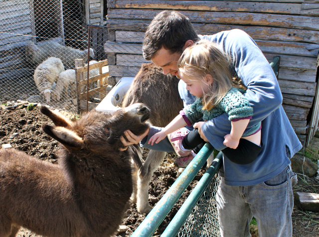 becca-garber-agriturismo-petting-donkey