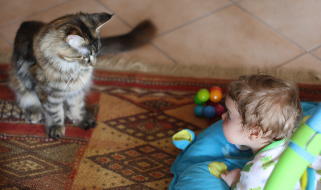 becca-garber-morning-babies-sicily-maine-coon