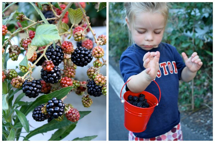 becca-garber-blackberry-picking-sicily-4