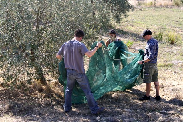 becca-garber-olive-picking-italy-14