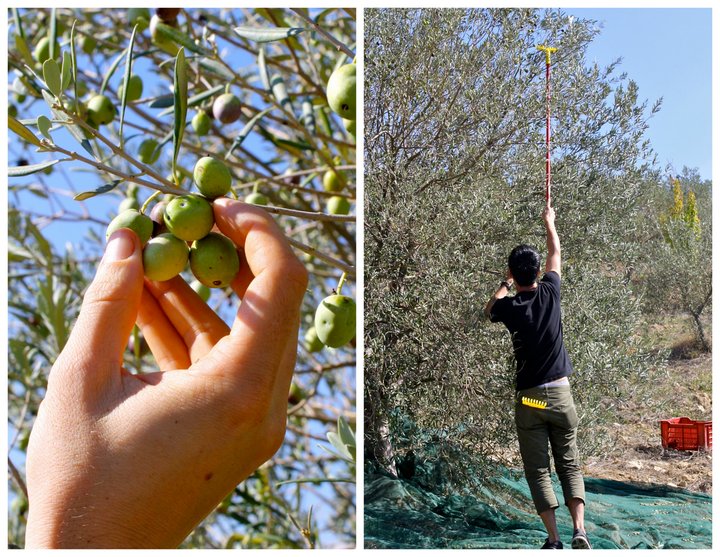 becca-garber-olive-picking-italy-2