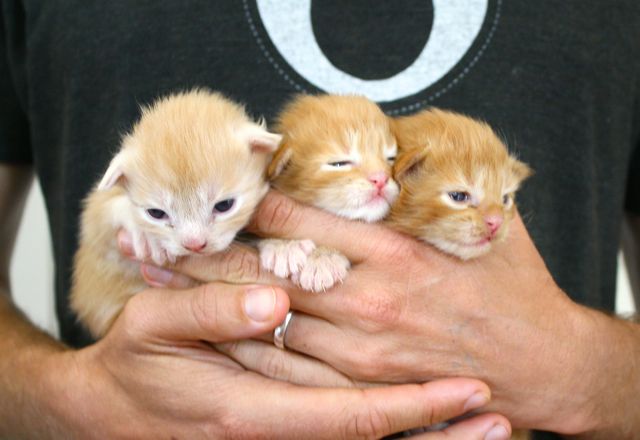 becca-garber-maine-coon-kittens-13