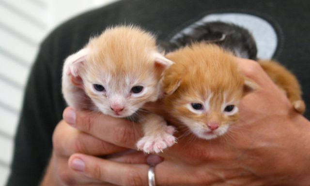becca-garber-maine-coon-kittens-15