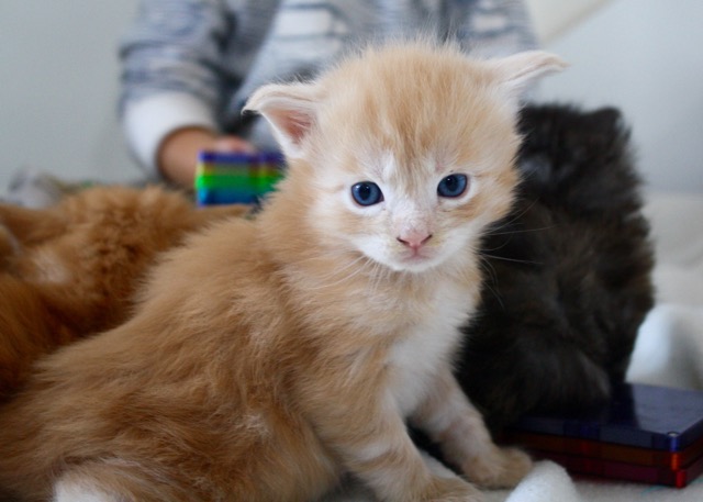 becca-garber-maine-coon-kittens-3-weeks-1