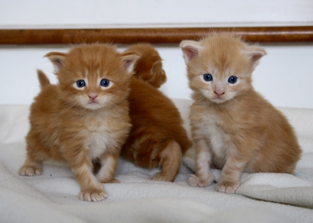 becca-garber-maine-coon-kittens-3-weeks-13