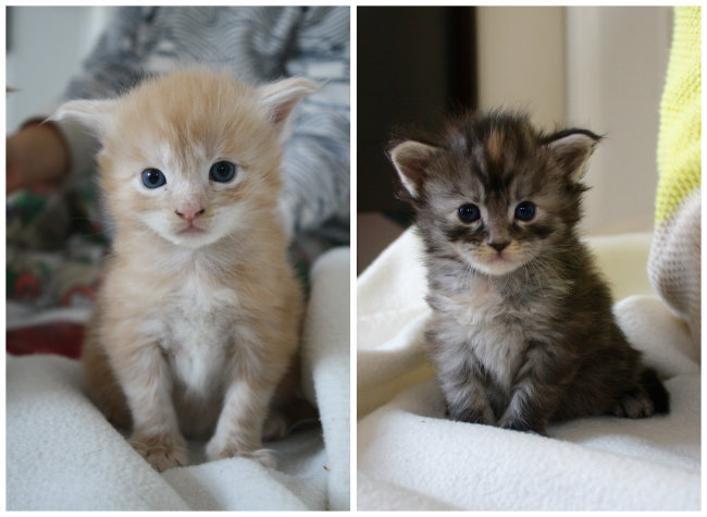 becca-garber-maine-coon-kittens-3-weeks-16