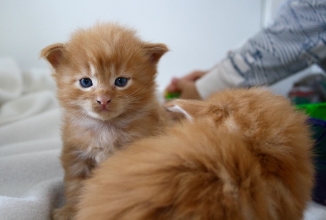 becca-garber-maine-coon-kittens-3-weeks-2