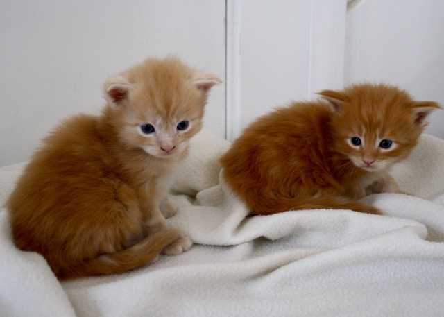 becca-garber-maine-coon-kittens-3-weeks-6
