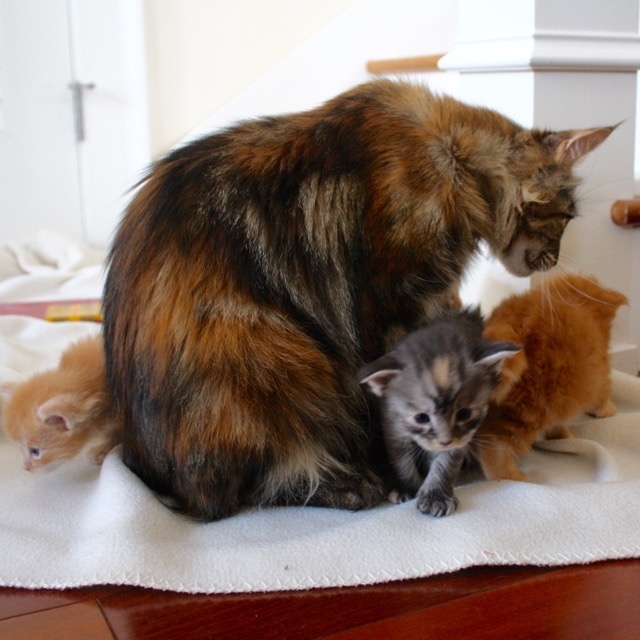 becca-garber-maine-coon-kittens-3-weeks-7