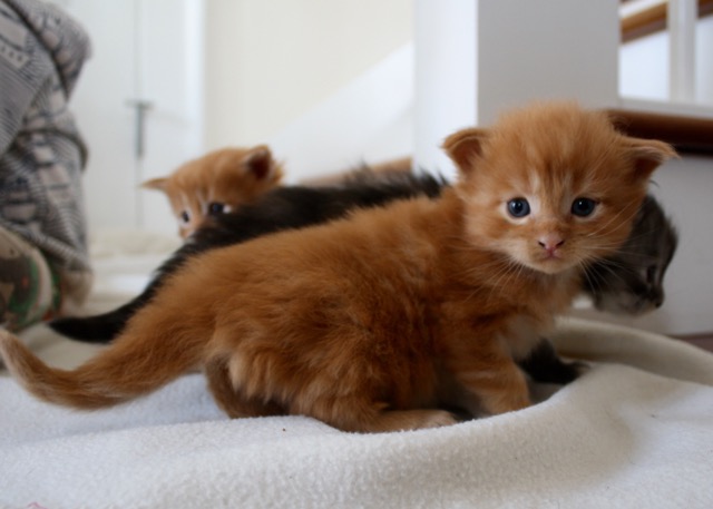 becca-garber-maine-coon-kittens-3-weeks-8